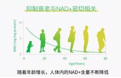 深入探索NAD+