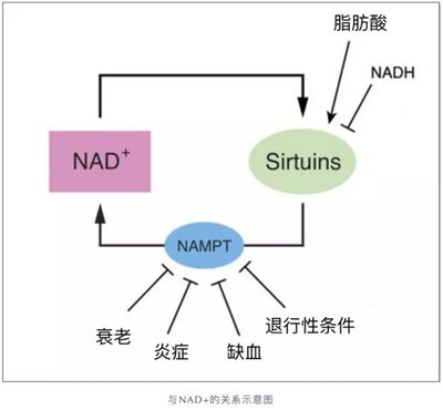 NAD+类的抗衰老产品真的有效吗？