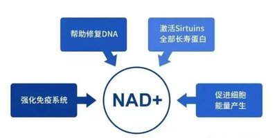 NAD＋究竟是是智商税还是科学原理？