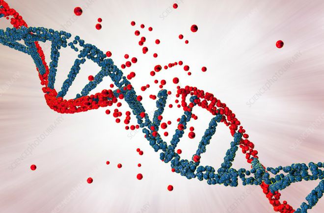 新研究探明一种DNA断裂修复机制